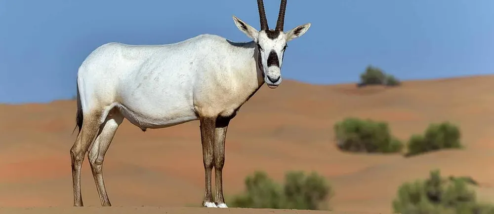 Oryx d’Arabie debout sur le sable du désert