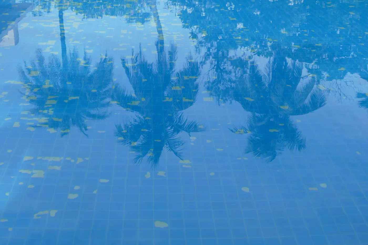 Palmiers se reflétant dans l’eau bleue d’une piscine
