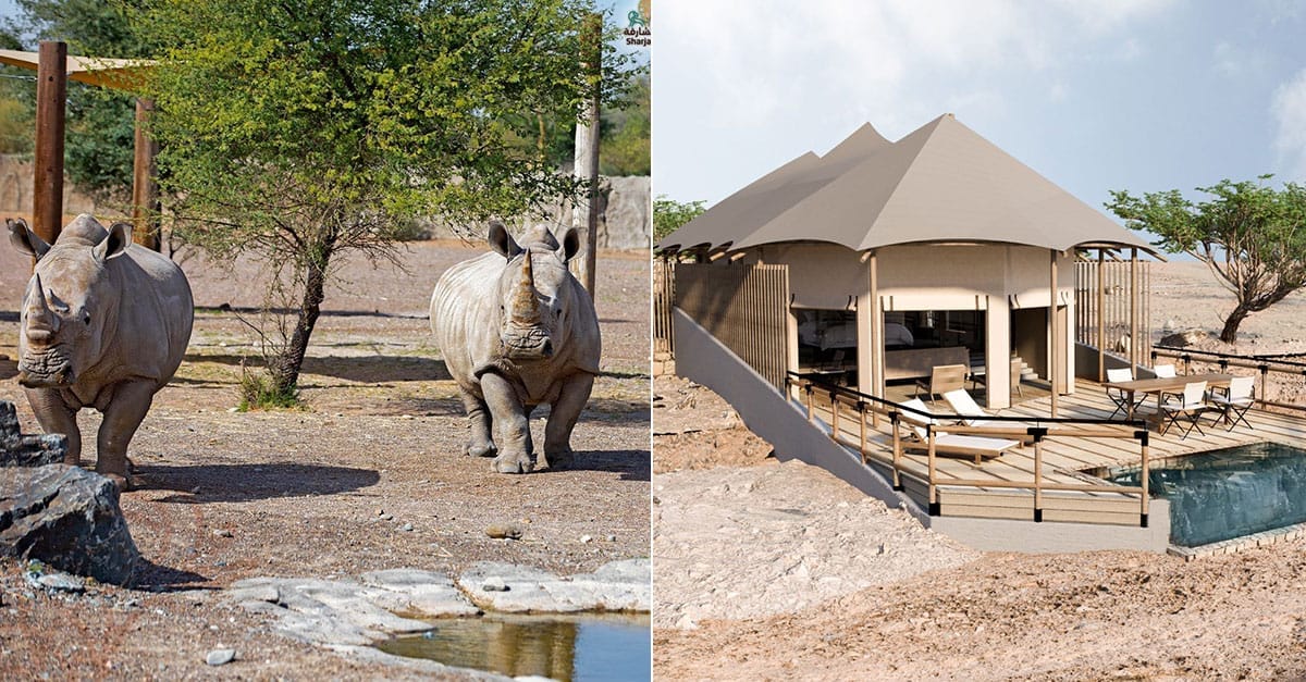 Experience the UAE’s First Safari Resort at Lux Resorts Sharjah