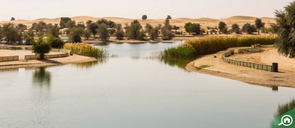 Discover Serenity at Al Qudra Lake in Dubai