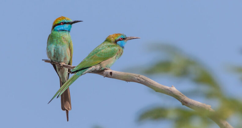 Discover Al Wasit Wetland Centre Sharjah: Timings & Location Guide